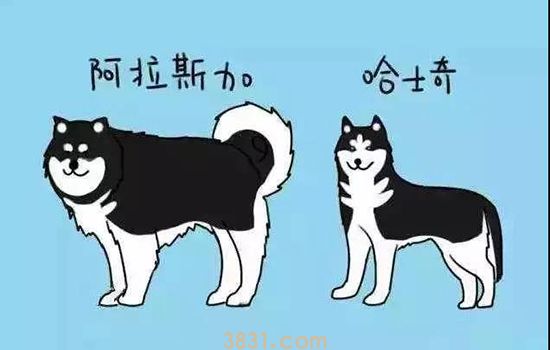 哈士奇和阿拉斯加的区别 教你一眼快速区分!(图1)