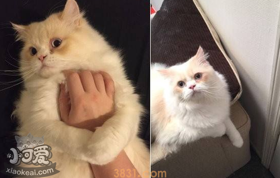 猫常见的疾病有哪些 该如何预防(图2)