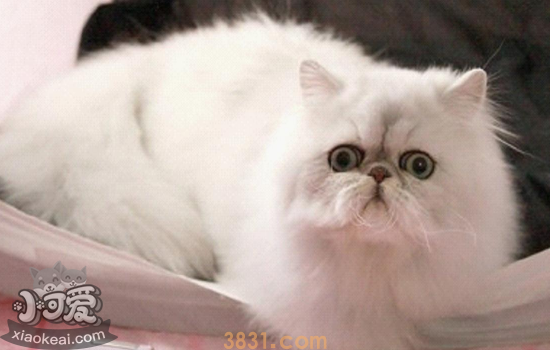 金吉拉猫产后要注意什么 金吉拉猫产后须知你都知道吗(图2)