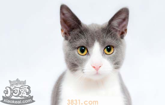 不同阶段的猫吃什么 该如何喂养(图1)
