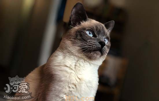 不同阶段的猫吃什么 该如何喂养(图2)
