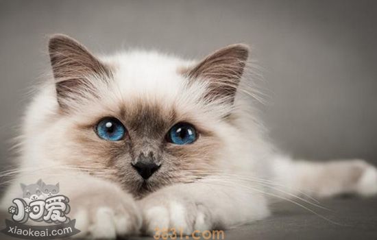伯曼猫绝育后怎么护理 猫咪绝育后的护理禁忌(图1)