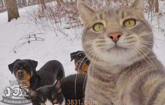 猫乱尿是什么原因 又该怎样解决?(图2)