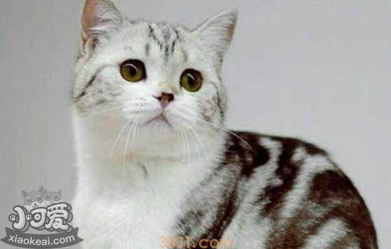 美国短毛猫为什么产后会呕吐 美短产后呕吐须知!(图1)