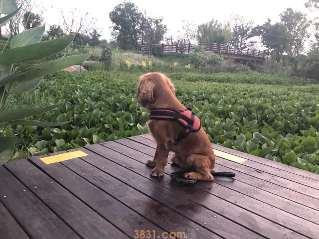 狗狗连续两天捡回小猫,主人无奈:再捡你就自己养!(图2)