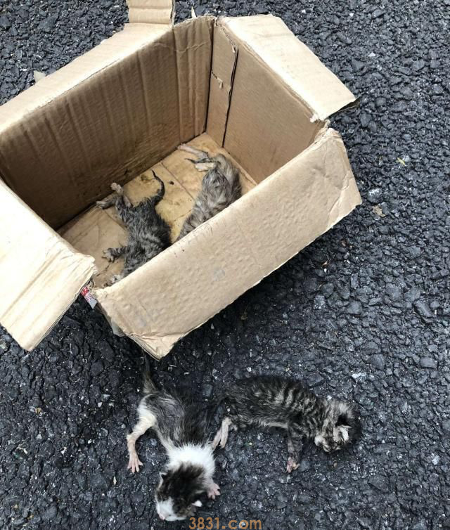 狗狗连续两天捡回小猫,主人无奈:再捡你就自己养!(图3)