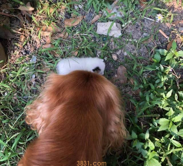 狗狗连续两天捡回小猫,主人无奈:再捡你就自己养!(图4)