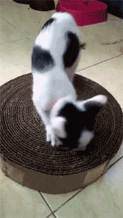 猫抓板自制 简单又方便!(图4)