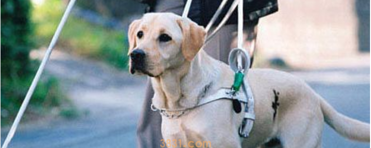 导盲犬为什么不能生育 导盲犬非常值得尊敬!(图1)