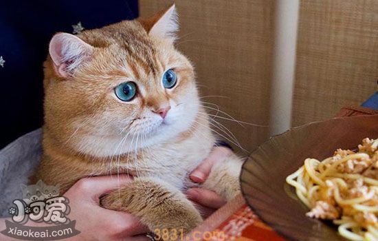 猫洗澡频率 猫咪科学洗澡指南(图2)