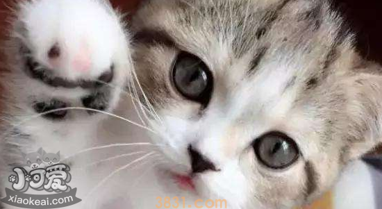 小猫到家不吃不喝 应该怎么办(图2)