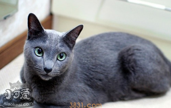 俄罗斯蓝猫交配要注意什么 俄罗斯蓝猫交配必须知道的(图1)