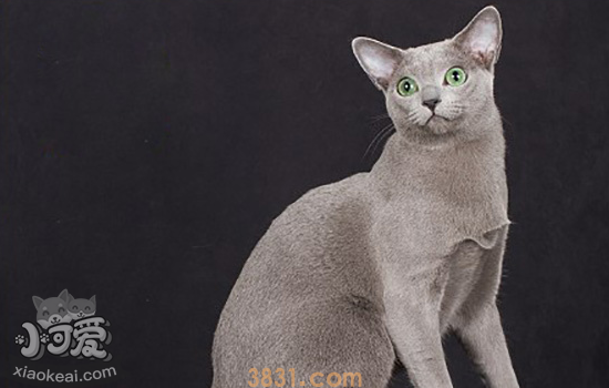 俄罗斯蓝猫交配要注意什么 俄罗斯蓝猫交配必须知道的(图2)