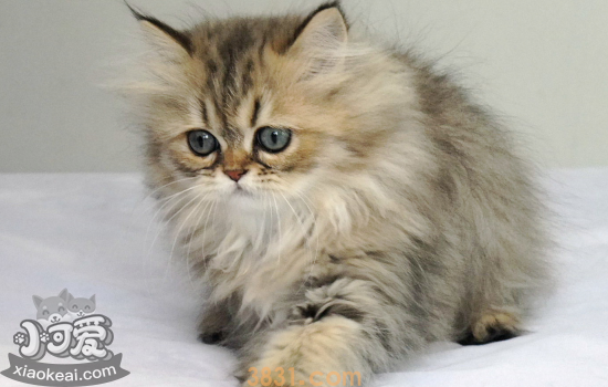 金吉拉猫发情有什么表现 金吉拉猫发情必须了解的!(图1)