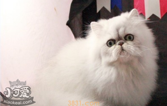 金吉拉猫发情有什么表现 金吉拉猫发情必须了解的!(图2)