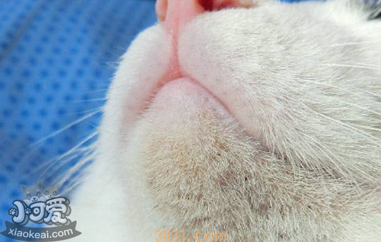 猫毛囊炎怎么治疗 黑下巴是毛囊炎吗?(图1)
