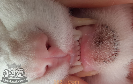猫毛囊炎怎么治疗 黑下巴是毛囊炎吗?(图2)