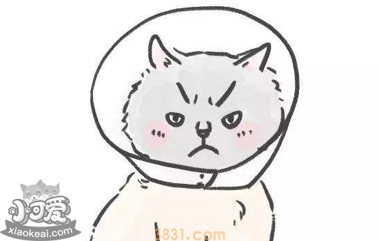 猫绝育前准备 需要禁食禁水多久你知道吗(图1)