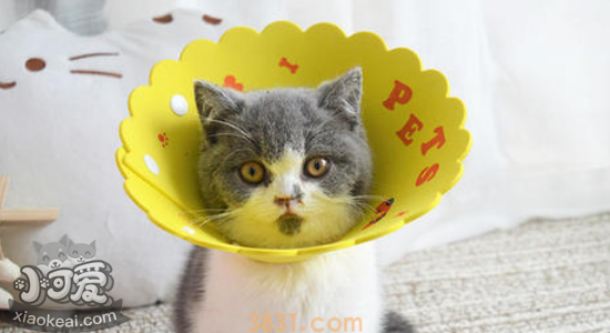 猫绝育前准备 需要禁食禁水多久你知道吗(图2)