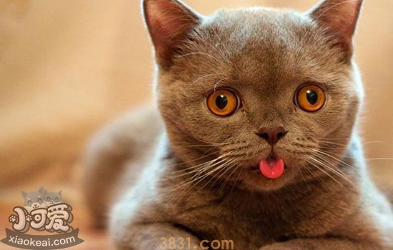 猫夏天能剃毛吗 如何避开避暑误区正确降温(图1)