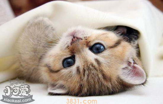小猫可以吃罐头吗 小猫喂牛奶可以吗(图2)