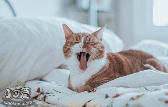 小猫可以吃罐头吗 小猫喂牛奶可以吗(图1)
