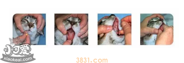 猫体内驱虫多久一次 要注意什么(图1)