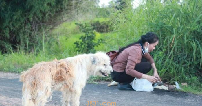 狗在路口等待4年,女子每日送餐,与主人重逢时选择了....(图5)