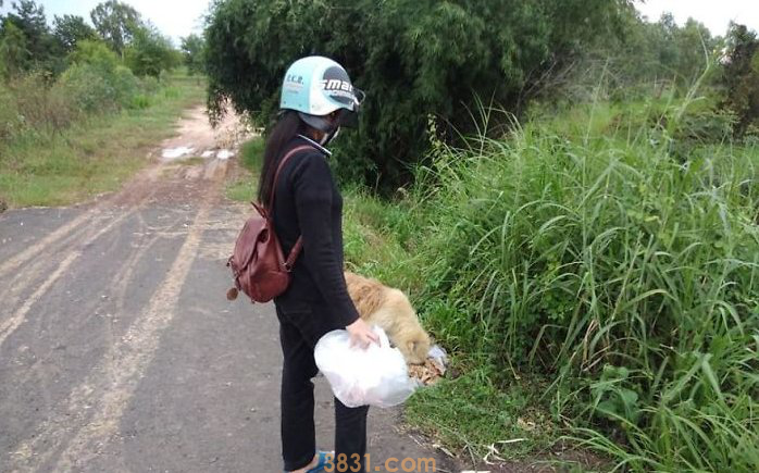 狗在路口等待4年,女子每日送餐,与主人重逢时选择了....(图6)