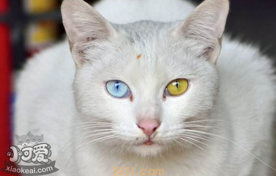 猫需要什么营养 该如何补充(图1)