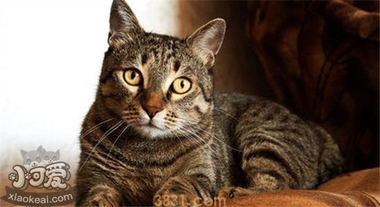 褴褛猫奶水不足怎么回事 母猫奶水不足有什么解决办法(图1)