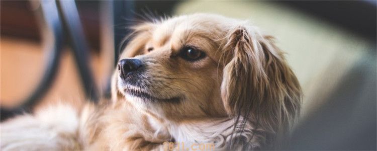 狗狗死了怎么调节心理 生老病死是不能避免的(图1)