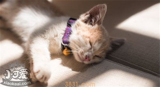 褴褛猫奶水不足怎么回事 母猫奶水不足有什么解决办法(图2)