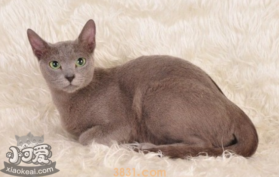 俄罗斯蓝猫怀孕怎么照顾 蓝猫怀孕后必须要注意的!(图2)