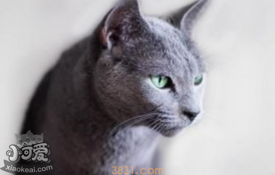 俄罗斯蓝猫怀孕怎么照顾 蓝猫怀孕后必须要注意的!(图1)
