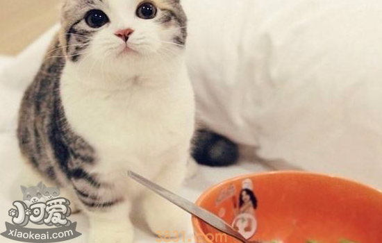 小猫不能吃的食物 这十种你一定要知道!(图1)