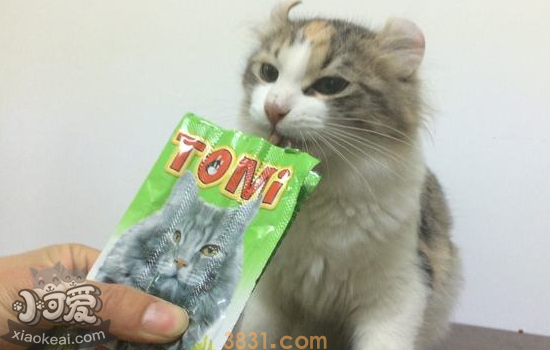 猫挑食怎么办 猫挑食会让自己饿死吗?(图1)