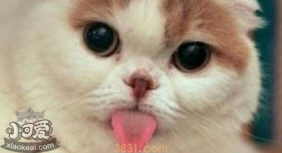 猫犯错误怎么教训 猫犯错可以打吗(图1)