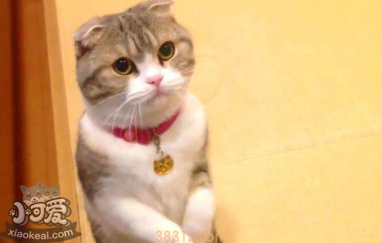 猫犯错误怎么教训 猫犯错可以打吗(图2)