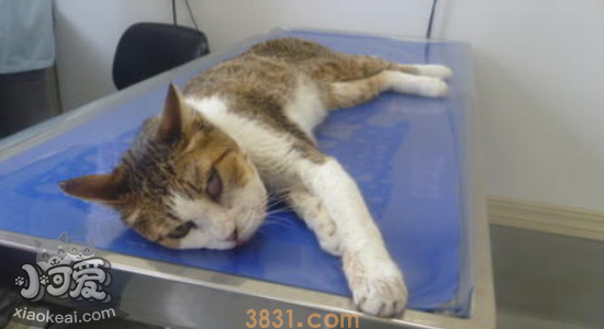 猫中暑的症状 如何帮助猫咪解暑(图1)