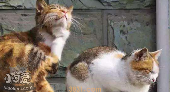 猫中暑的症状 如何帮助猫咪解暑(图2)
