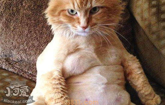 猫太胖了怎么办 做好这四点轻松减肥(图2)