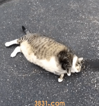 猫太胖了怎么办 做好这四点轻松减肥(图3)