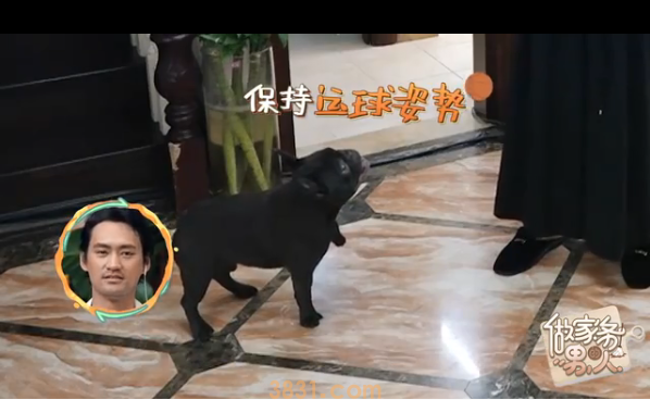 袁弘被自家狗咬? 养狗的烦恼明星也躲不掉!(图3)