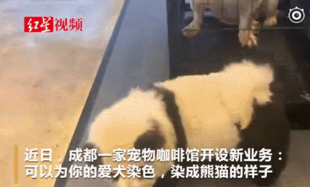 宠物染毛好吗? 给宠物美容染色利弊知多少?(图1)