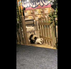 宠物染毛好吗? 给宠物美容染色利弊知多少?(图2)