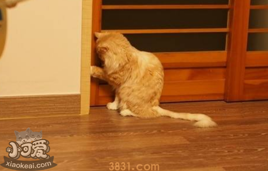 猫不能吃的水果 这七个水果千万不能喂主子!(图1)