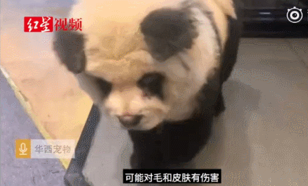 宠物染毛好吗? 给宠物美容染色利弊知多少?(图3)