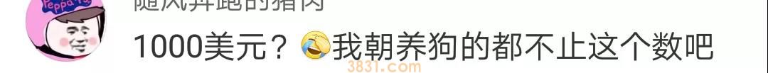 养狗需要多少钱? 在美国养狗居然是负债?(图3)