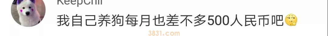 养狗需要多少钱? 在美国养狗居然是负债?(图4)